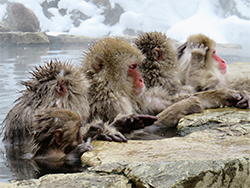Badende Affen auf unserer Reise Winterzauber Nordjapan mit qualifiziertem BCT-Studienreiseleiter.