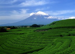 Der Fuji und Teefeld