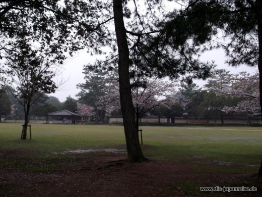 shogune-sonne-april-2015