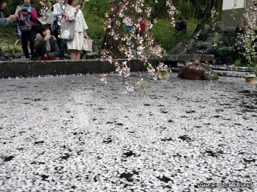 shogune-sonne-april-2015