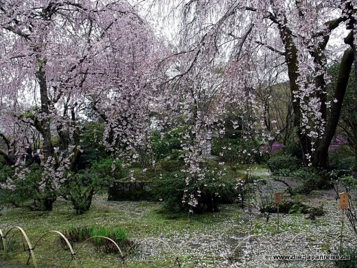 shogune-sonne-april-2015