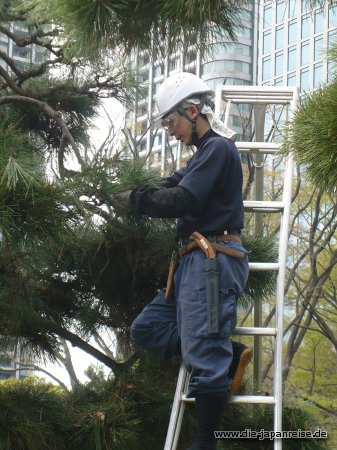 Nadelzupfen im Hamarikyu-Garten japan-live-maerz16
