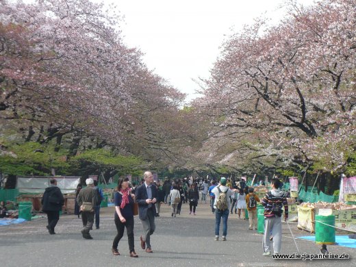 Hanami-Vorbereitung im Ueno Park japan-live-maerz16