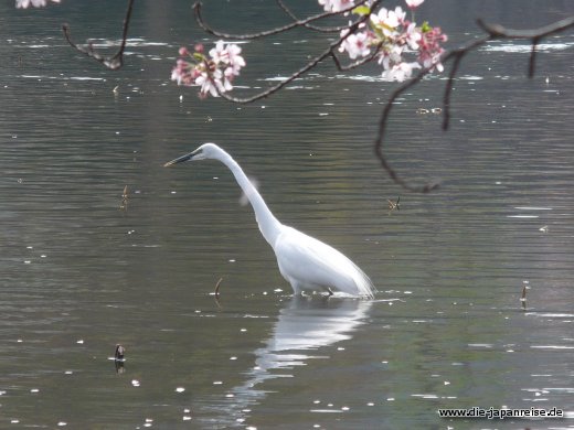 Silberreiher im Ueno Park japan-live-maerz16