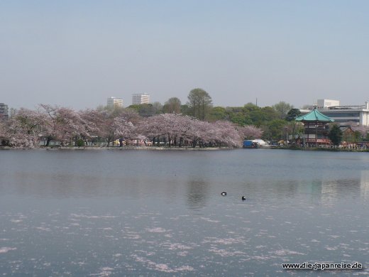 japan-live-maerz16