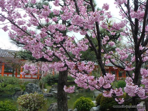 Kirschblüten im Garten der Sanjusangendo Halle japan-live-maerz16