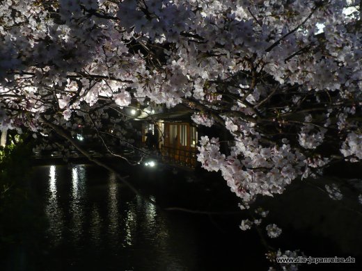 Sakura - die Kirschblüte japan-live-maerz16