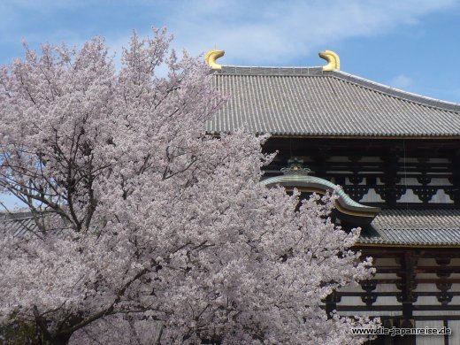 Der Todaiji Tempel im Blütenmeer japan-live-maerz16