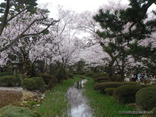 Kirschblüten so weit das Auge reicht japan-live-maerz16