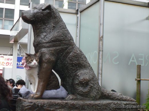 Wie Hund und Katz japan-live-maerz16