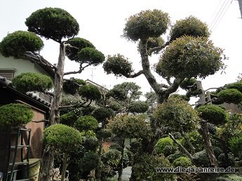 nakasendo-2016