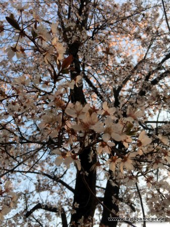 japan-intensiv-maerz17