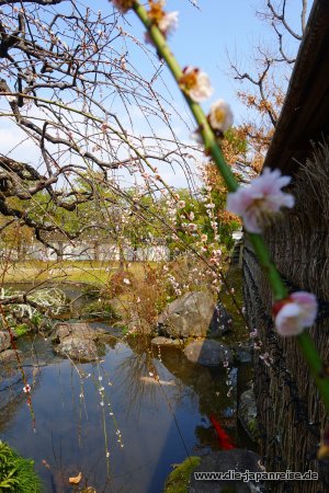 japan-intensiv-maerz17