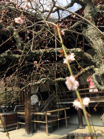 japan-intensiv-maerz17