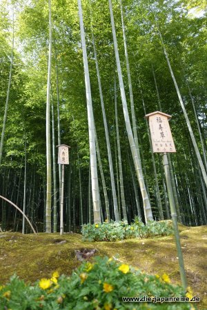japan-intensiv-maerz17