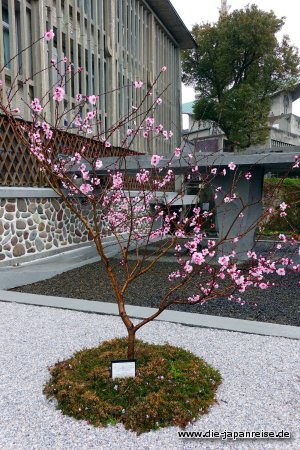 japan-intensiv-maerz17