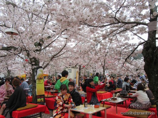 Hanami – Die japanische Blütenschau japan-live-april2017