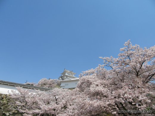 Der weiße Reiher im rosa Kleid japan-live-april2017