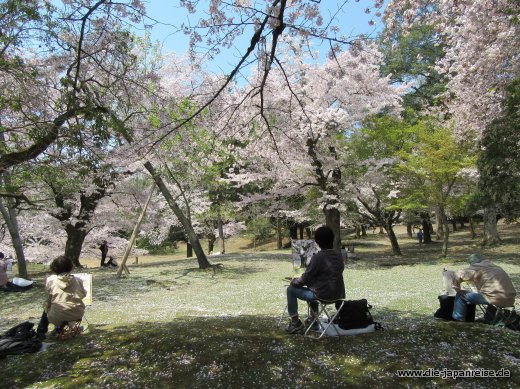 Im Park gehen viele Japaner ihrem Hobby nach und malen die in voller Blüte stehenden Bäume japan-live-april2017