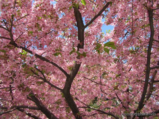 Frühe Kirschblüte ganz in Pink japan-live-maerz2017