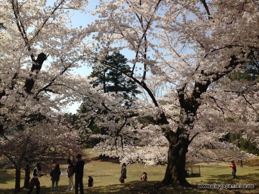 JapanLiveMaerz
