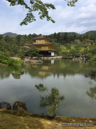 Gold, gold, gold JapanLiveMaerz