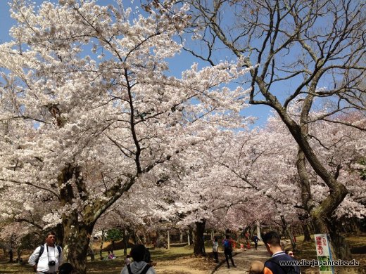 Wir sehen vor Lauter Kirschbäumen den Wald nicht mehr JapanLiveMaerz