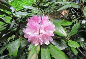 Oki-Shakunage-Rhododendron