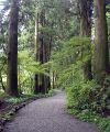 Waldweg