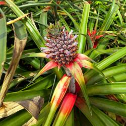 Ananas-Pflanze