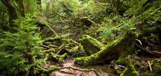 Yakushima-Nationalpark