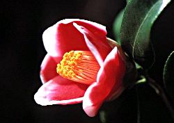 Kamelienblüte