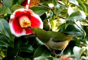 Vogel