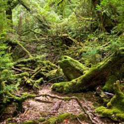 Yakushima-Wald