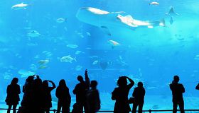 Meerestiere im Churaumi Aquarium