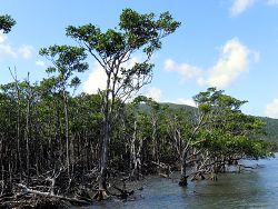 Mangroven auf Iriomote