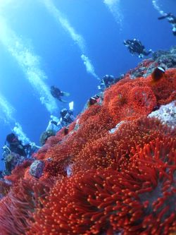 Seeanemonen und Clownfische
