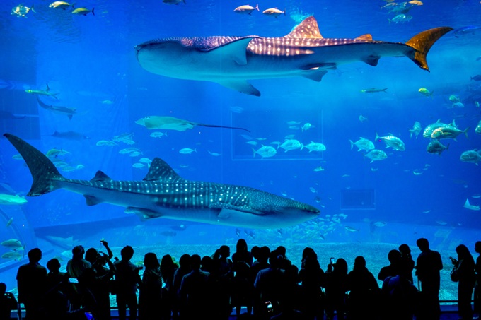 Churaumi Aquarium Okinawa