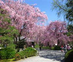 Kirschblüte