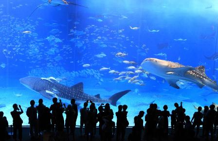 okinawa-reise-aquarium