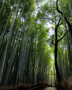 Bambushain, Arashiyama