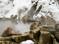 Schneeaffen beim Baden auf unserer 14 & 18-tägigen Onsen und Wellnessreise 