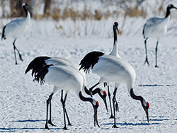 Kraniche auf unserer 16 oder 22-tägigen Reise Winterzauber Nordjapan mit qualifiziertem BCT-Reiseleiter und inklusive Flüge