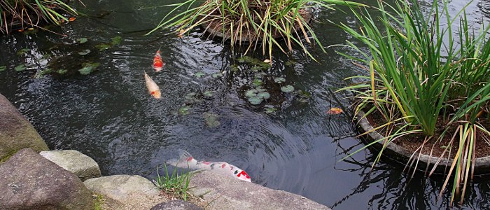 Koi-Karpfen im Teich