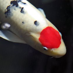 Koi-Karpfen mit rotem Punkt