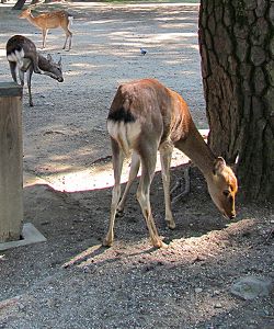 Sikahirsche im Nara Park