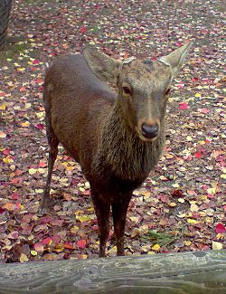 Ein Sikahirsch