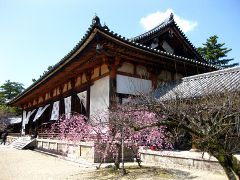 Daikodo Halle