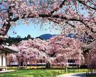 Kirschblüten am Daigoji