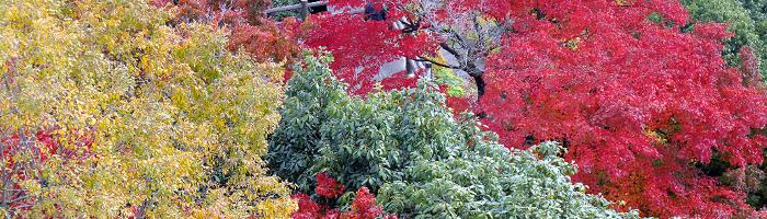 Herbstlaub